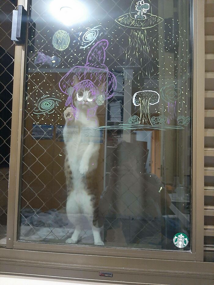 So I Took This Perfectly Timed Picture Of My Cat