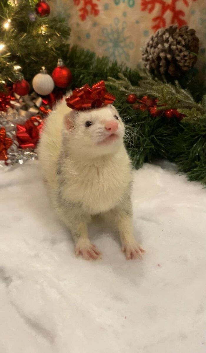 Eve Is The Christmas Present