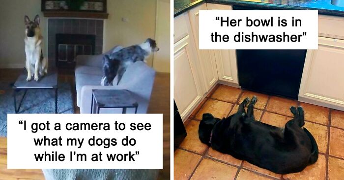 “What’s Wrong With Your Dog?”: People Are Posting Pictures Of ‘Malfunctioning’ Dogs (47 Pics)“What’s Wrong With Your Dog?”: People Are Posting Pictures Of ‘Malfunctioning’ Dogs (47 Pics)