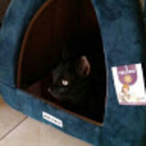 celestialmoon avatar