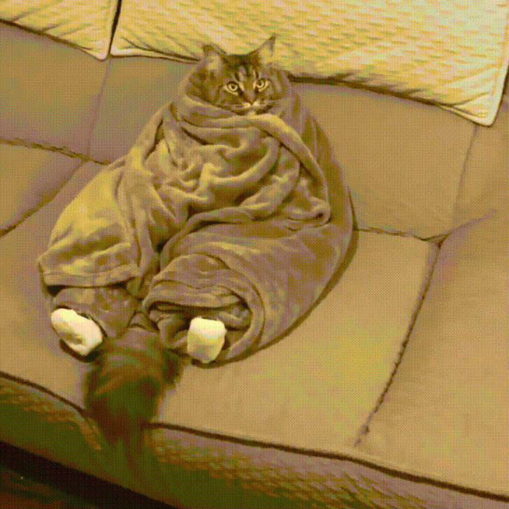 Extreme Morbidly Obese Cat