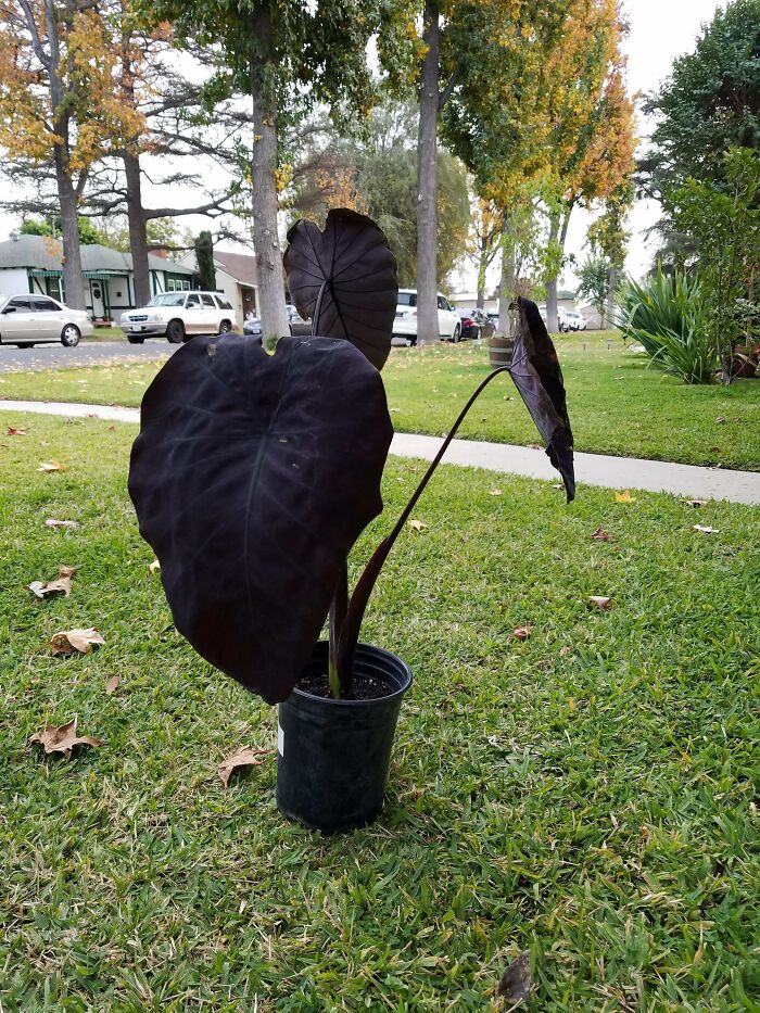 Death Himself, Walking Through My Yard.