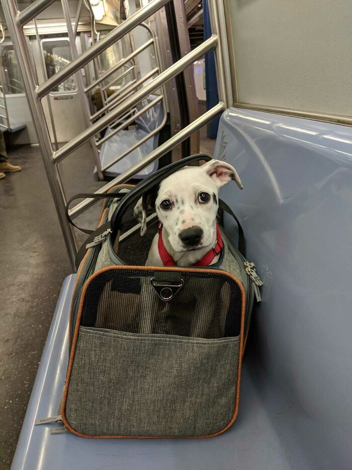 Meet Alma. On The Way Back From The Doggie Shelter And Her First Time On The NY Metro