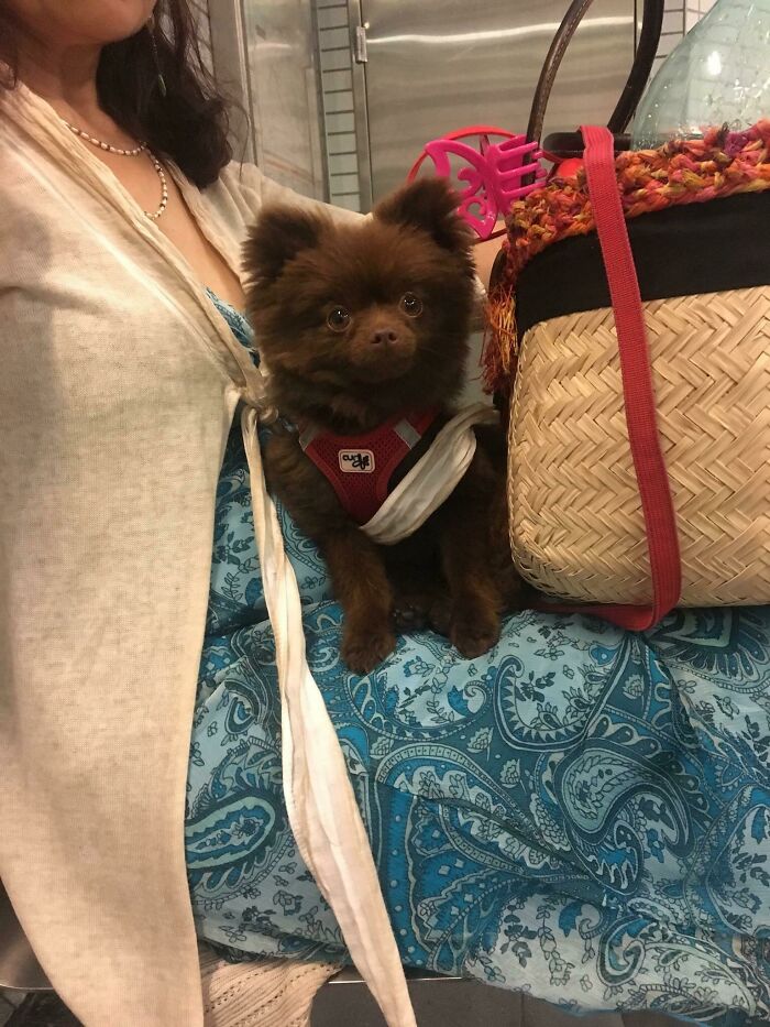I Found This Bear-Dog On The Metro In Barcelona