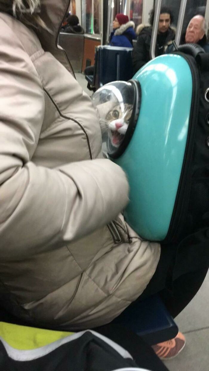Saw A Cat Backpack Today In The Metro