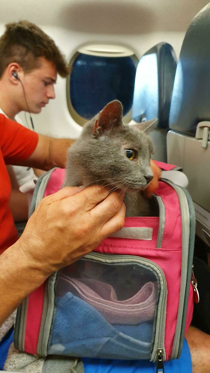 First Time Seeing A Cat On An Airplane