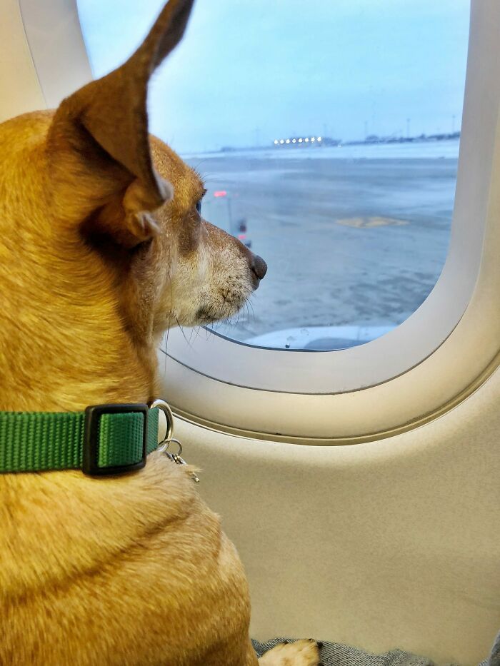Took My Dog On A Plane For The First Time. She Was Fine With It