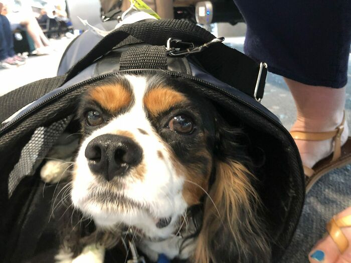 Taking My Dog On The Plane. He Slept The Whole Way