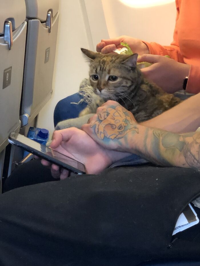 Plane Cat In My Flight This Morning