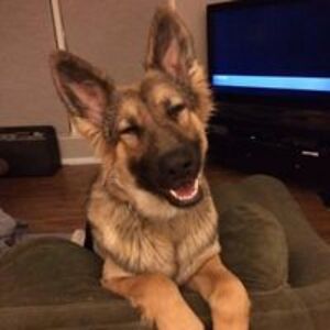 lisa_campbell avatar