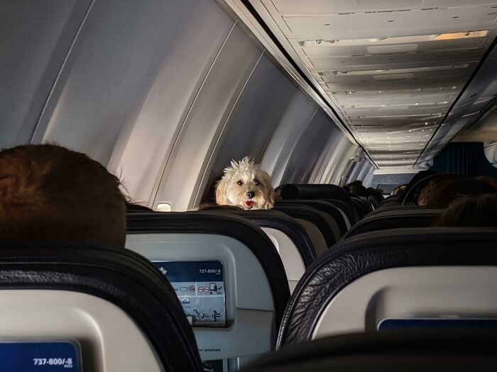 A Cute Little Stalker In The Plane