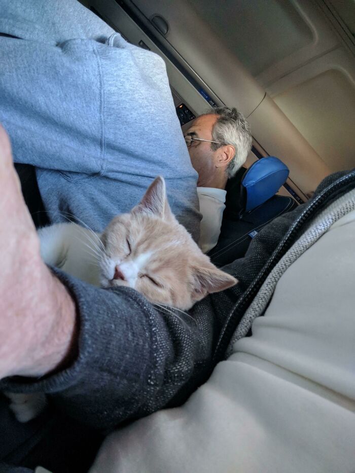 Sleepy Cats On Planes