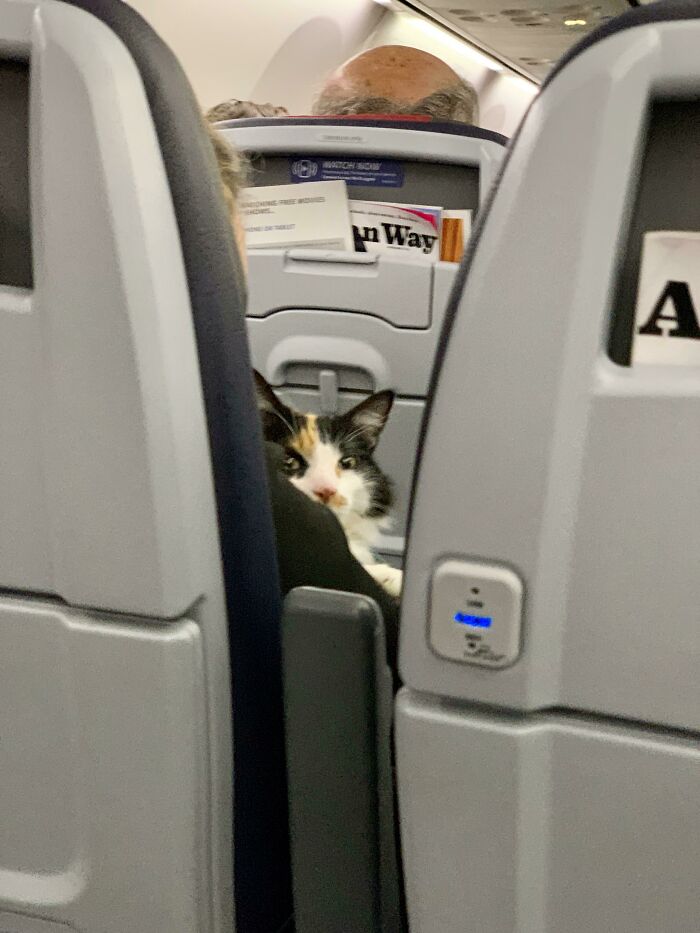 Cat On A Plane. His Face Says It All - “What, We’re Flying?!”