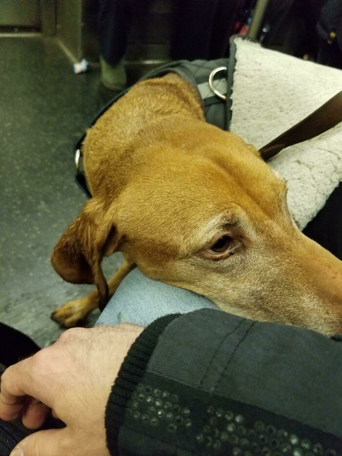 Good Girl On The Subway Leaned Right On My Knee. Owner Said I Could Give Her Scritches And Take A Picture. I Miss Having Pets