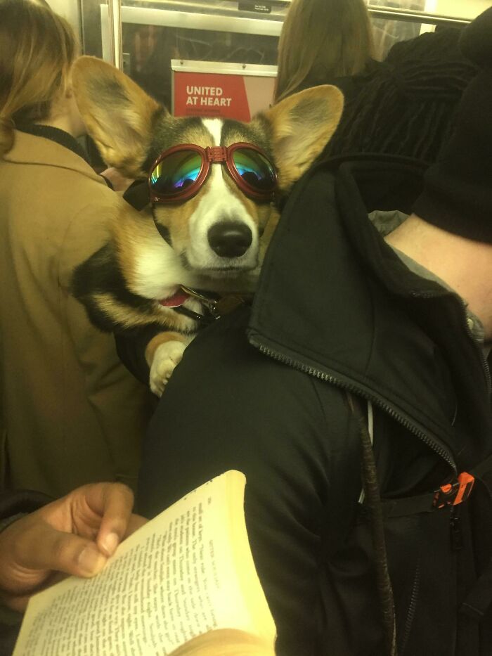 This Very Good Doggo Riding On Some Dude’s Back On The Subway