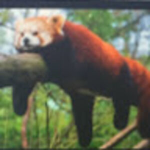 keiraenriquez avatar