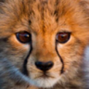 haileyrordener02 avatar