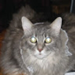 lauramortensen avatar