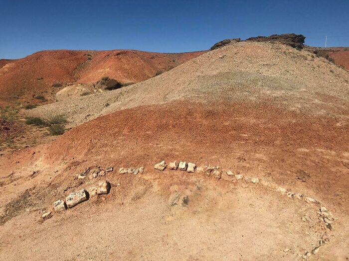 My Sister Found The Fossil Of What We Assume Is A Dinosaur Out In The Middle Of The Gobi Desert