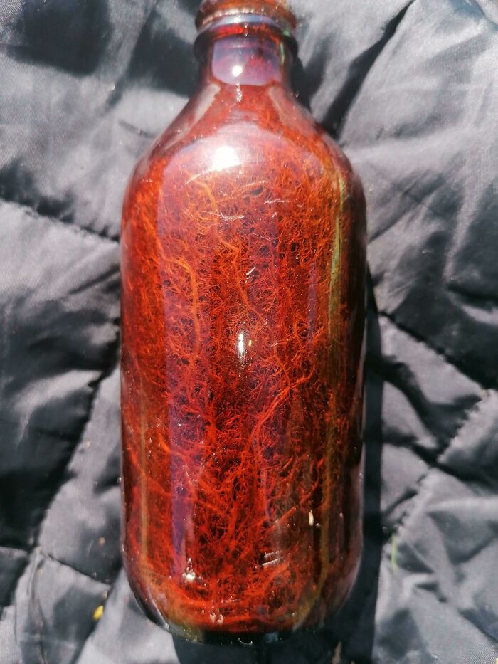 Found An Old Beer Bottle In The Mountains With A Mini Eco System Inside