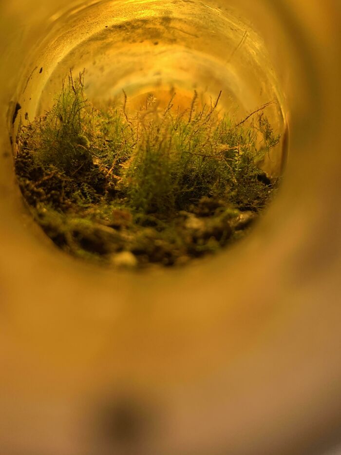 Whole Other World I Found In A Beer Bottle Laying In The Woods