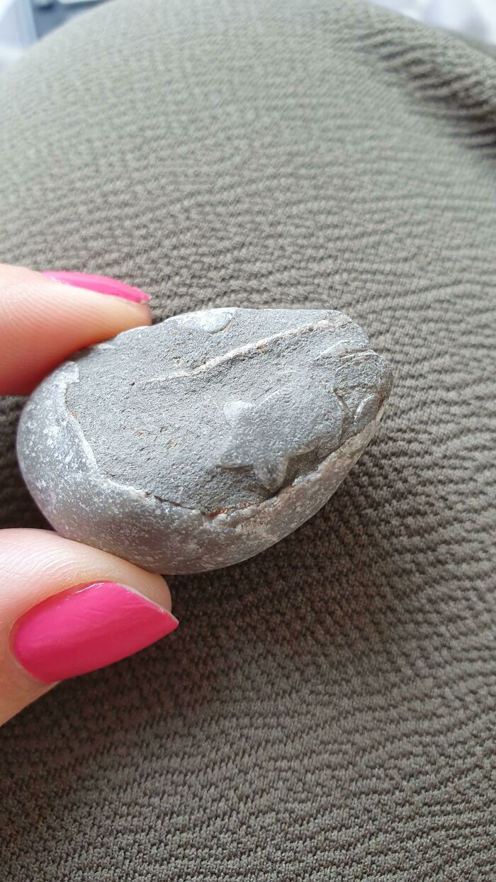 A Rock I Found On The Beach Has A Tiny Starfish Fossil In It