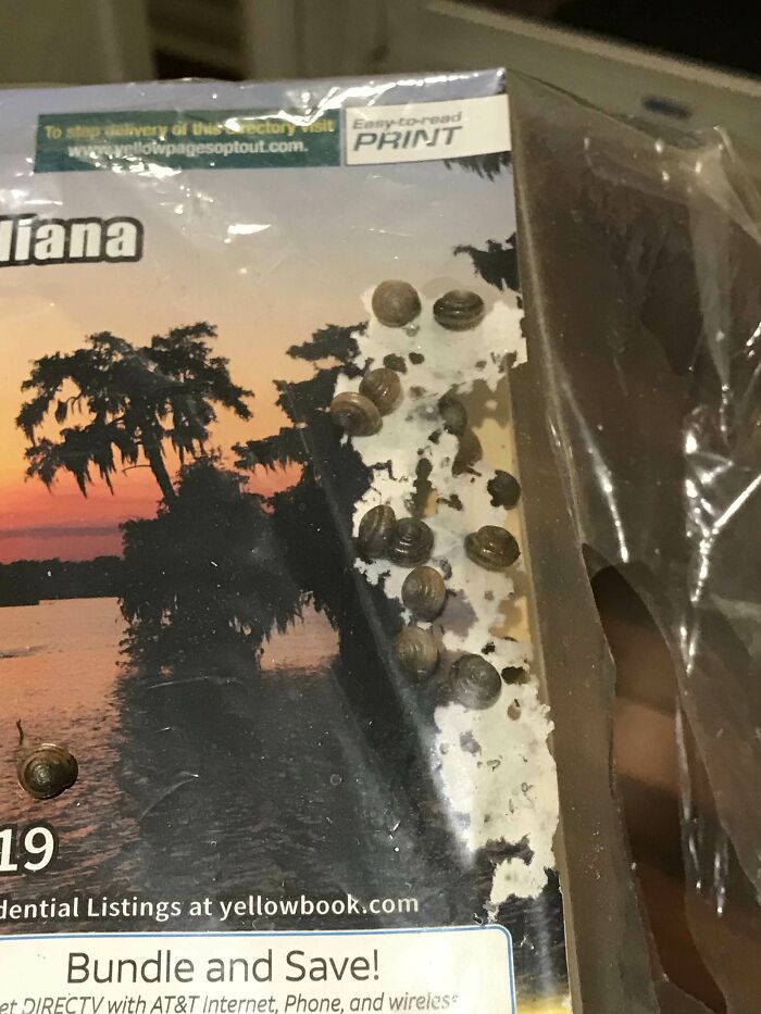 Got Home From Vacation To Find A Yellow Pages Book At My Door Being Eaten My Snails