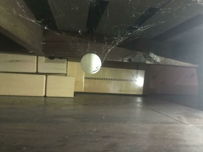 I Found A Ping Pong Ball Under My Basement Sofa That Is Elevated By Spider Cobwebs