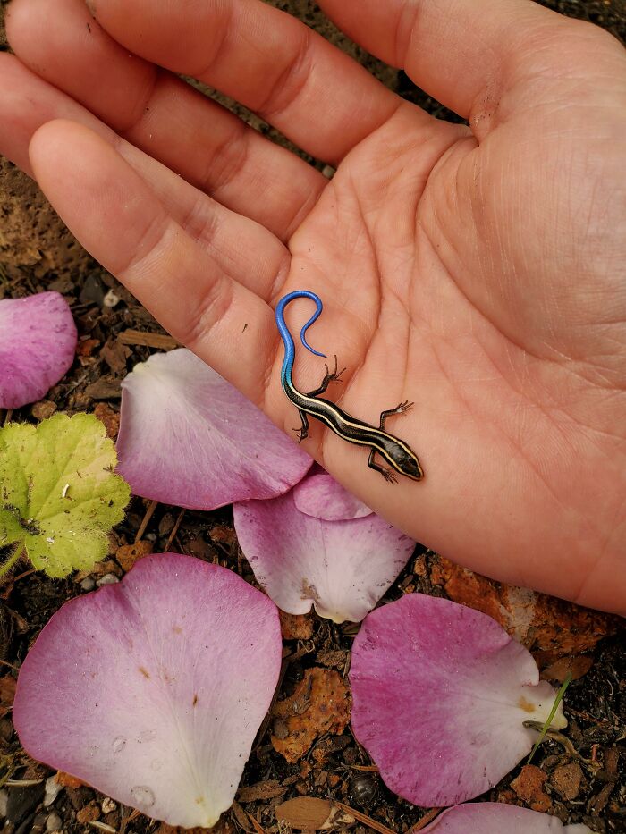 My Wife Found This Tiny Skink In Our Garden, Some Much-Needed Brightness On A Grey, Smoky Day
