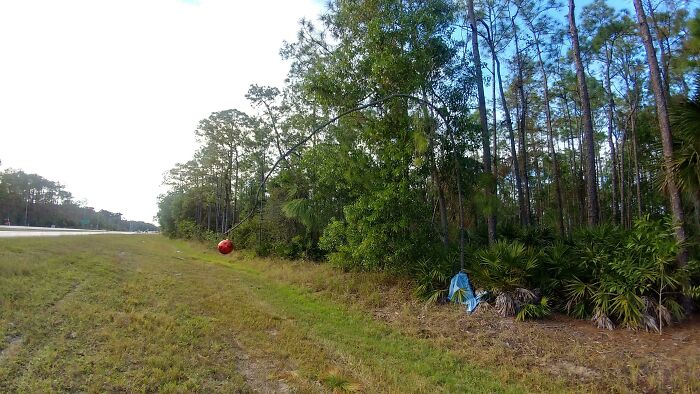 Someone Turned A Tree Into A Giant Charlie Brown Christmas Tree