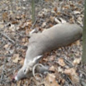 kamrynledbetter avatar