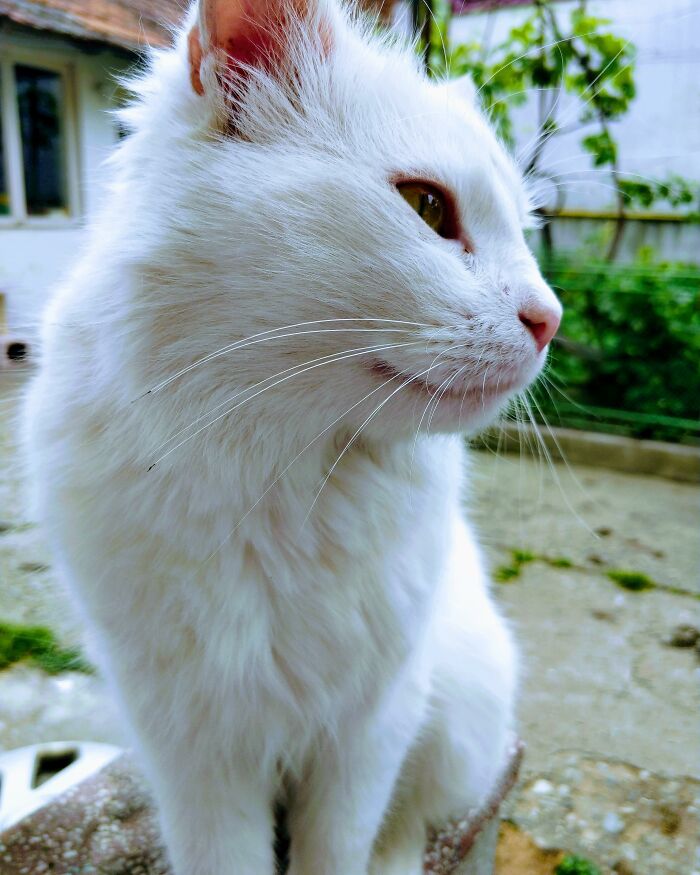 Adorable-Furry-Cats-Floofs