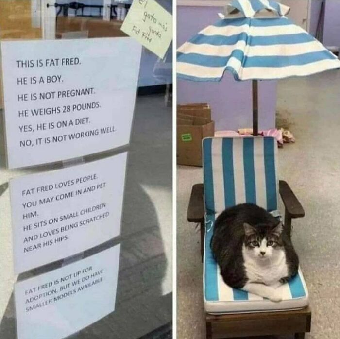 Absolute Unit Fat Fred