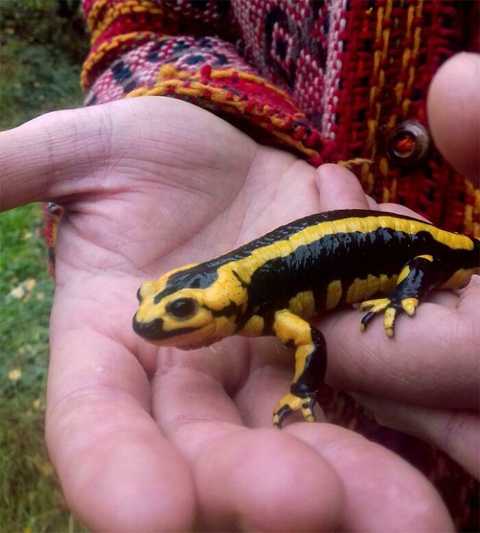 This Chonky Salamander We Found In The Garden