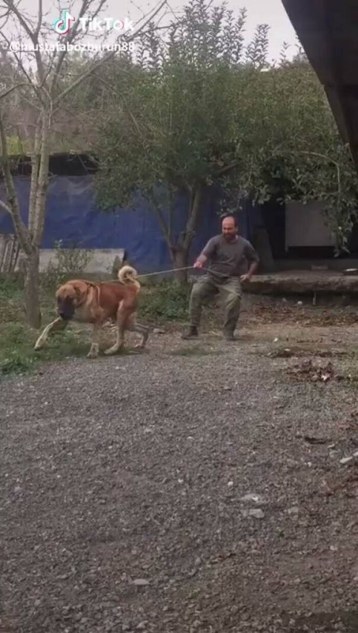 The Dog From Sandlot