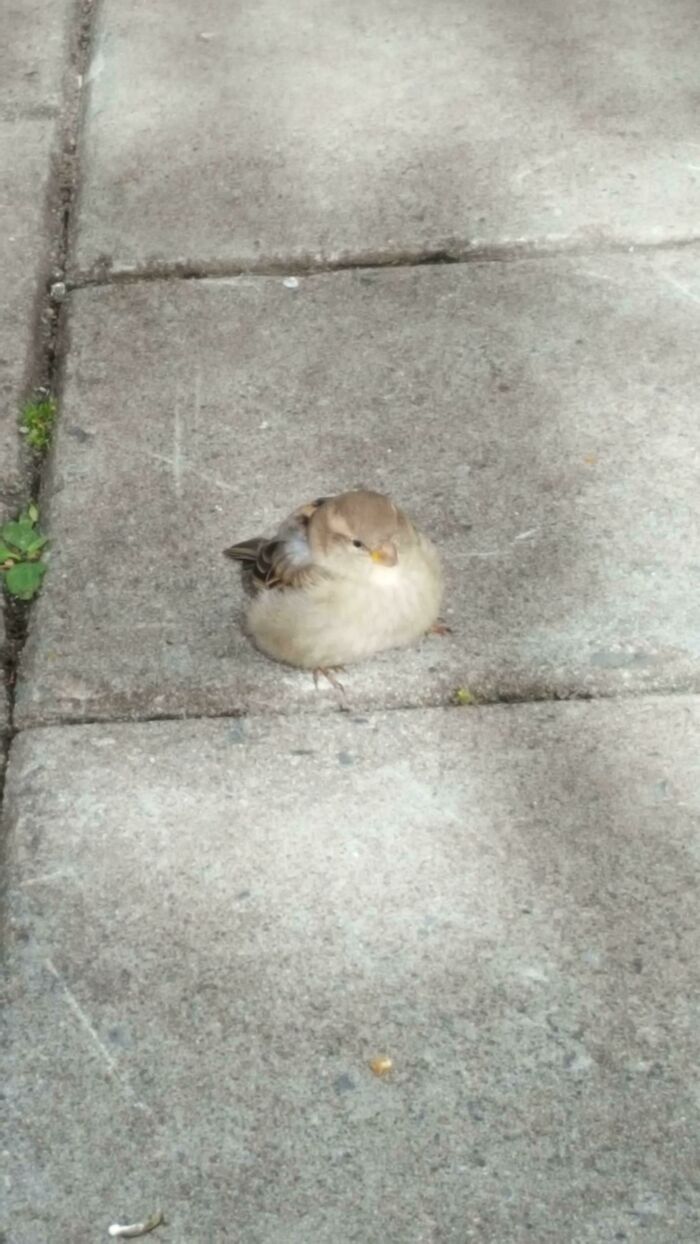 Borb