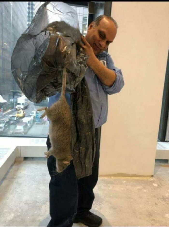 This NYC Rat, Absolute Unit