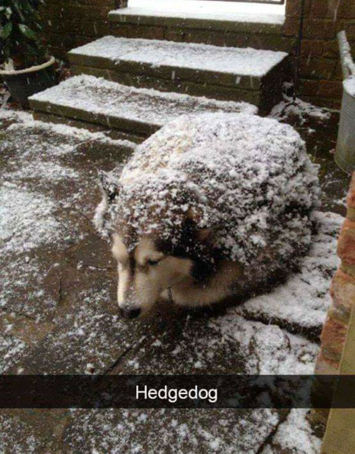 Absolute Unit Of A Hedgehog