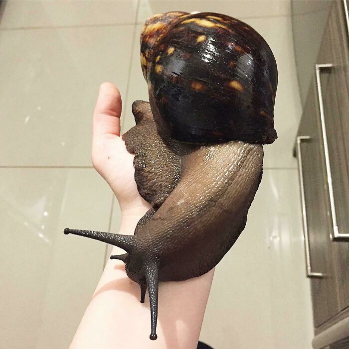Here Is Hogarth My Absolute Unit Of A Snail