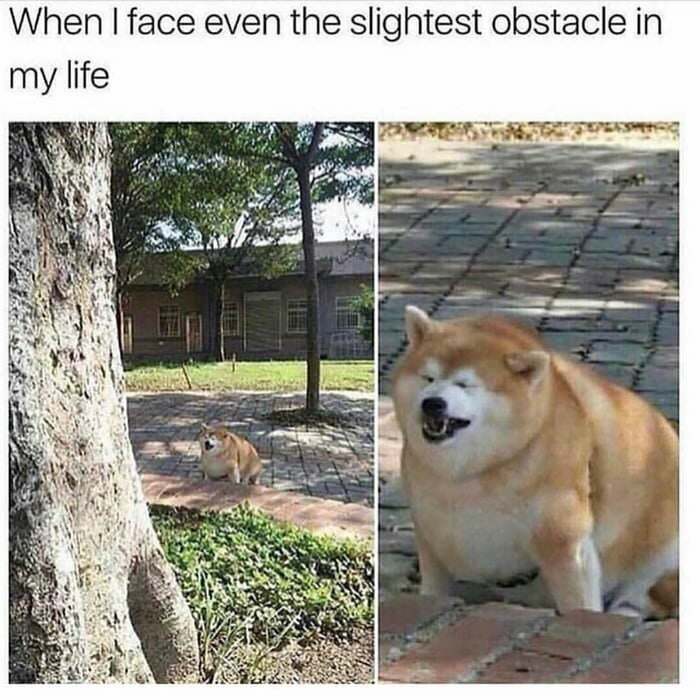 Meme Shibe Has Really Let Himself Go