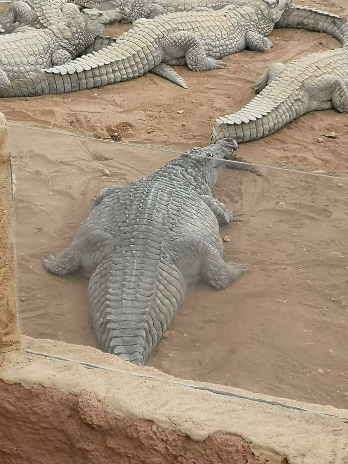 Found This Chonker At The Zoo, He Seems Happy