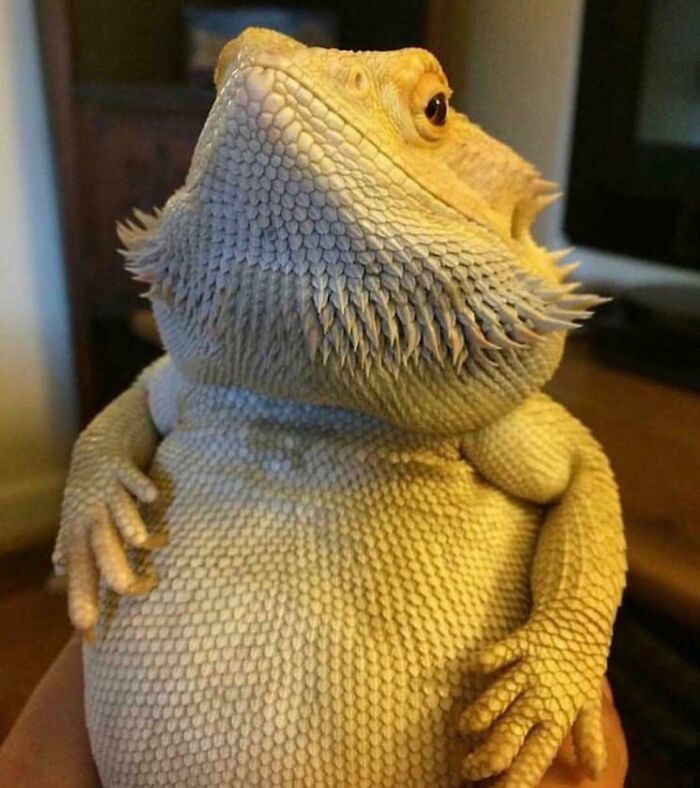 Lizard Chonk