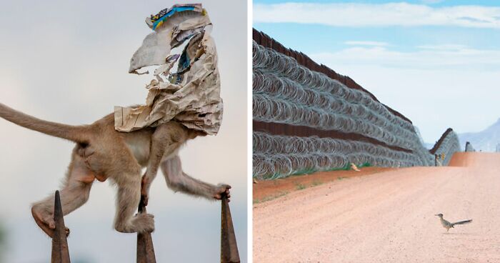 The Nature Photographer Of The Year 2020 Just Announced Their Winning Pictures (30 Pics)