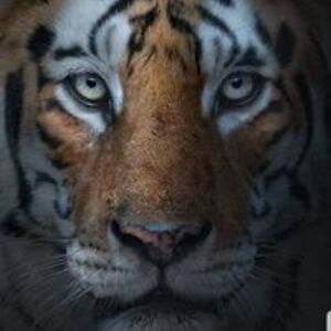 tigersden69 avatar