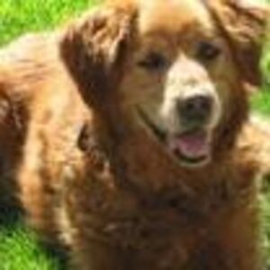 random_comment avatar