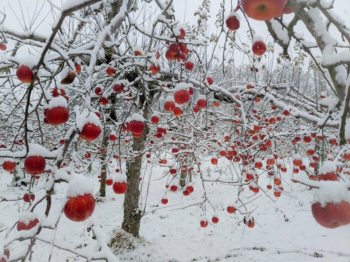 Apple Orchard After A Snowfall