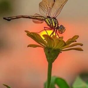 isabel_valenzuela_j051 avatar