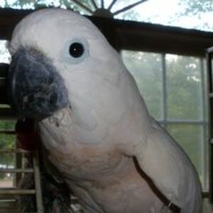 daniel_holschauer avatar