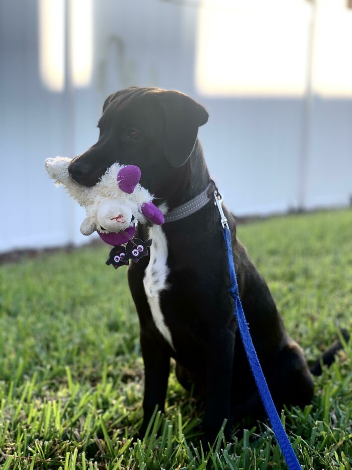 Kobe And His Favorite Toy
