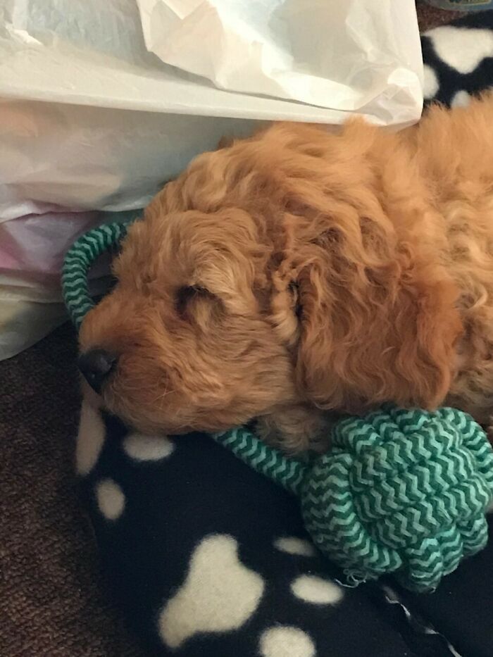 My Dog Sleeping With His Favorite Toy